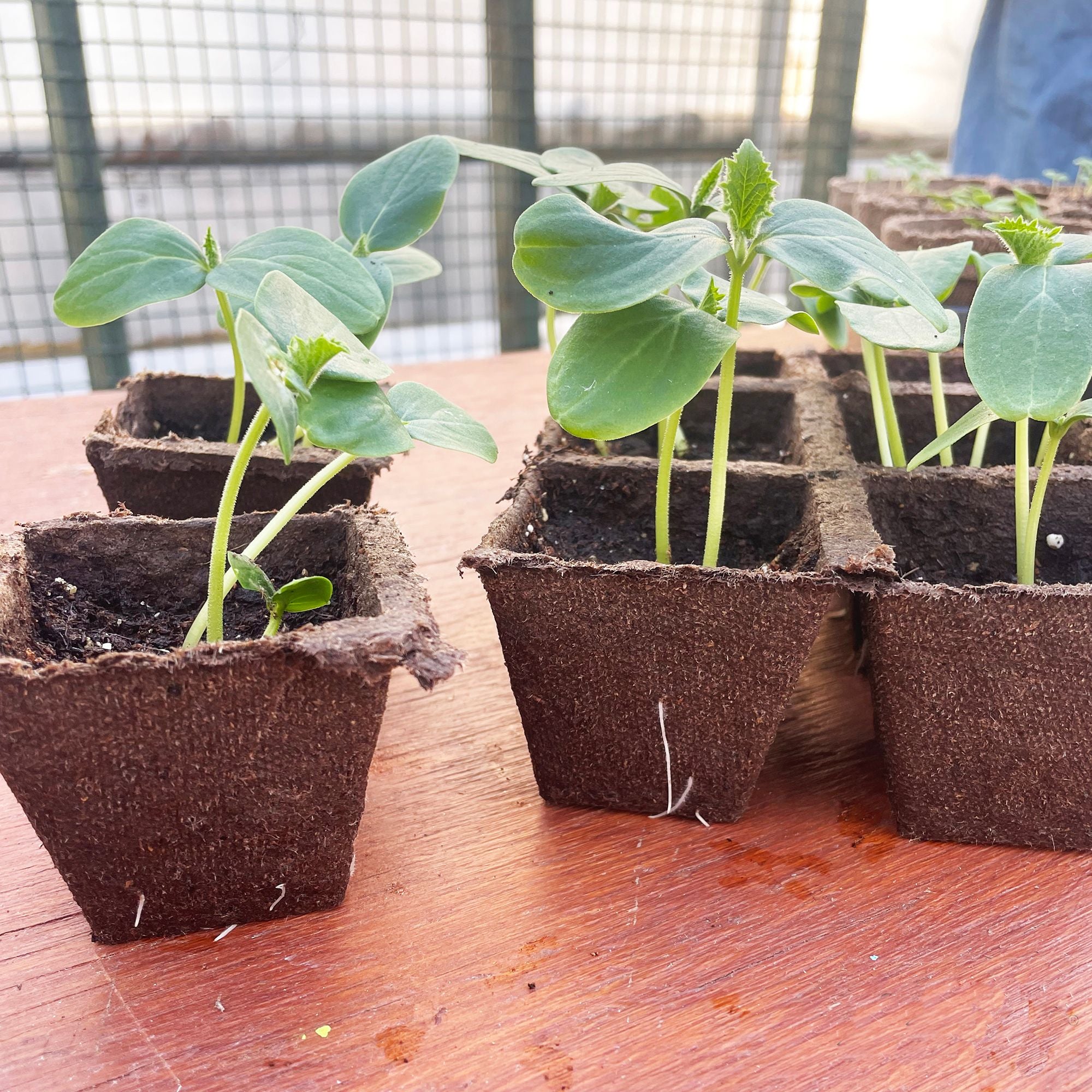 Biodegradable peat strips arranged in a grid pattern, each strip forming individual cells for seed starting.